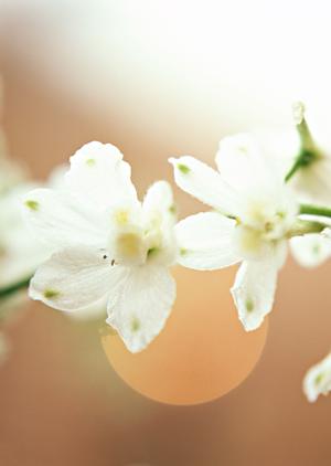 再婚を考えている人におすすめの結婚相談所